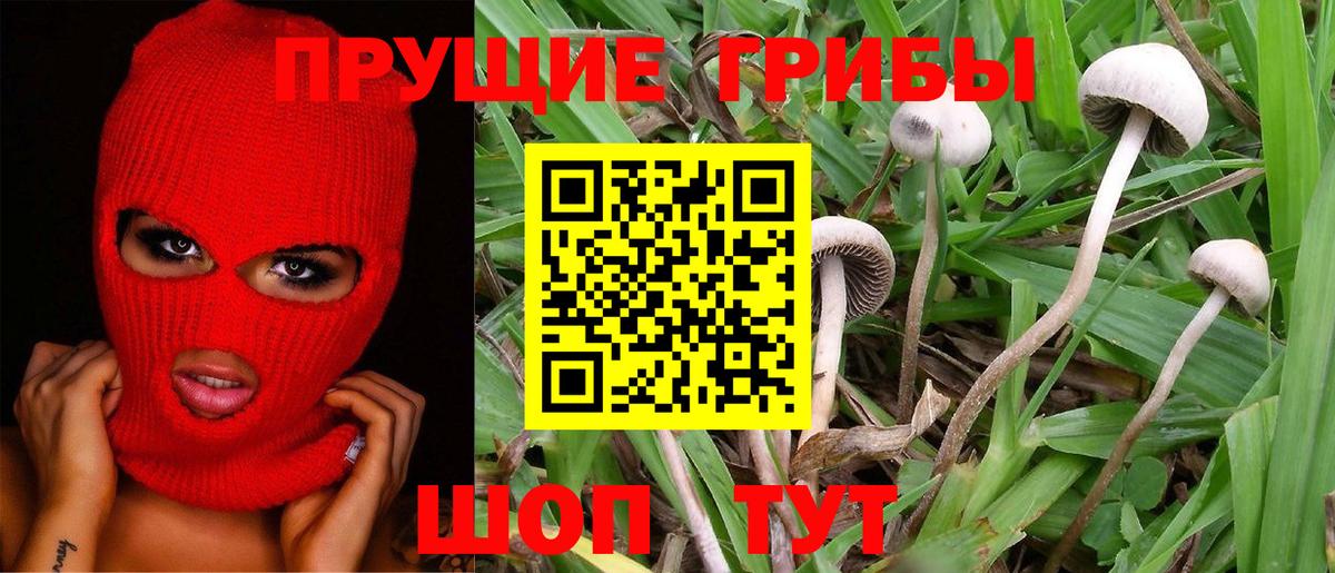 Галлюциногенные грибы Psilocybine cubensis  Вход с VPN  Тихорецк 